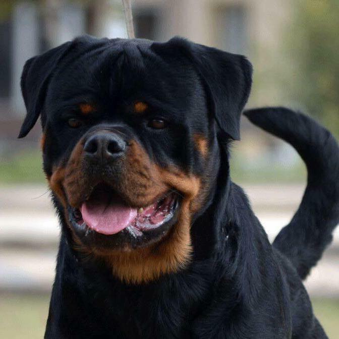 Rottweiler