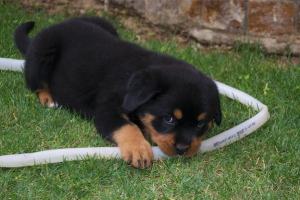 Rottweiler Puppy Chewing 