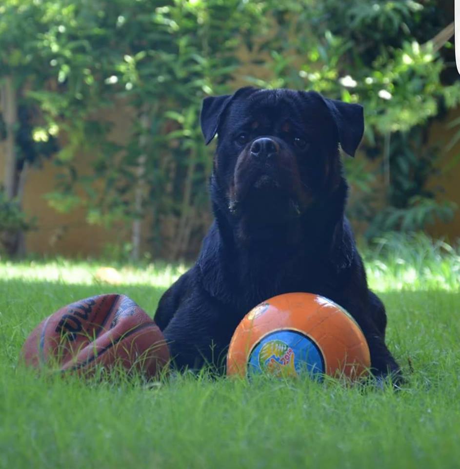 Large Challenging Dog Ball with 【Treats】 : Rottweiler Breed: Dog