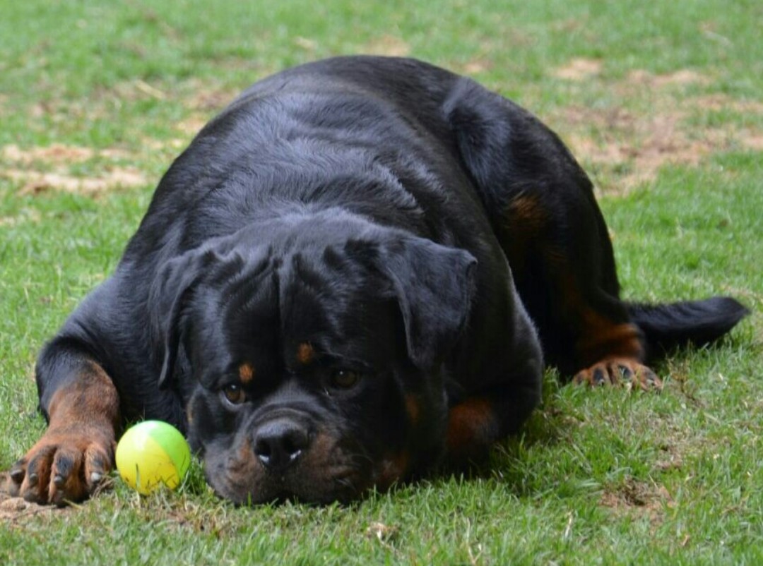 Rottweiler Disobedience Problems