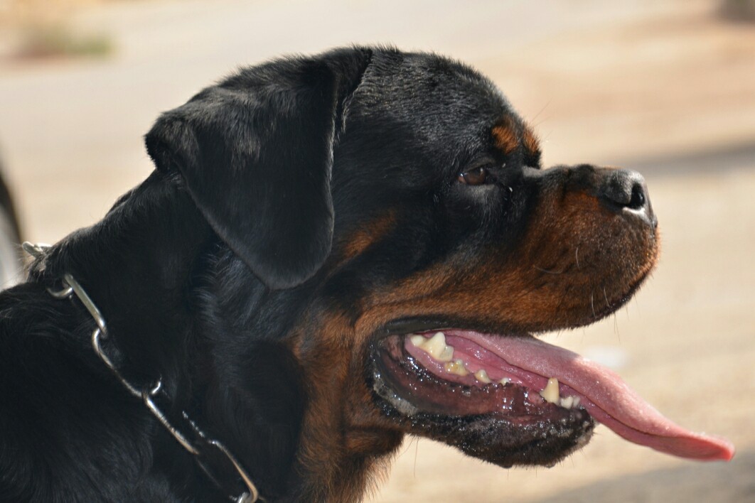 are rottweilers bad for everyone