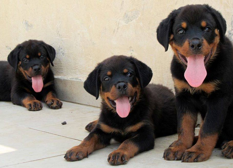 Teaching Your Rottweilers