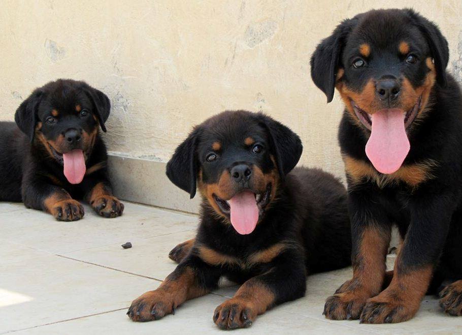 rottweilers