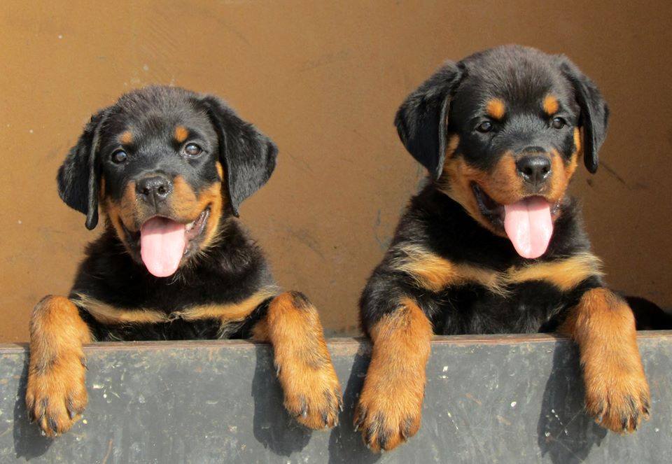 training rottweilers