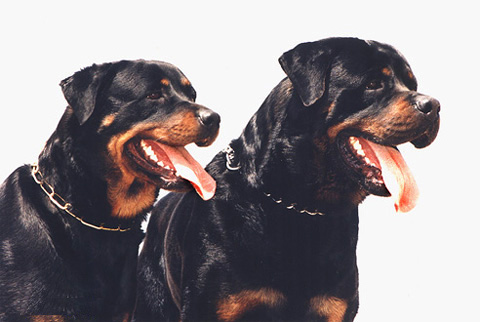 German Rottweiler and American Rottweiler