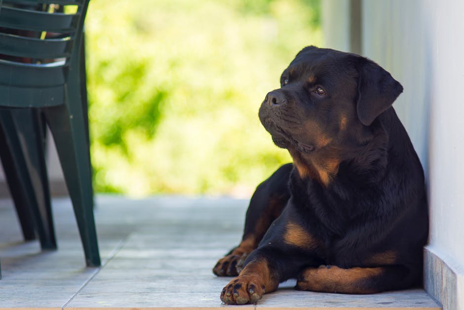 Rottweiler Aggression 