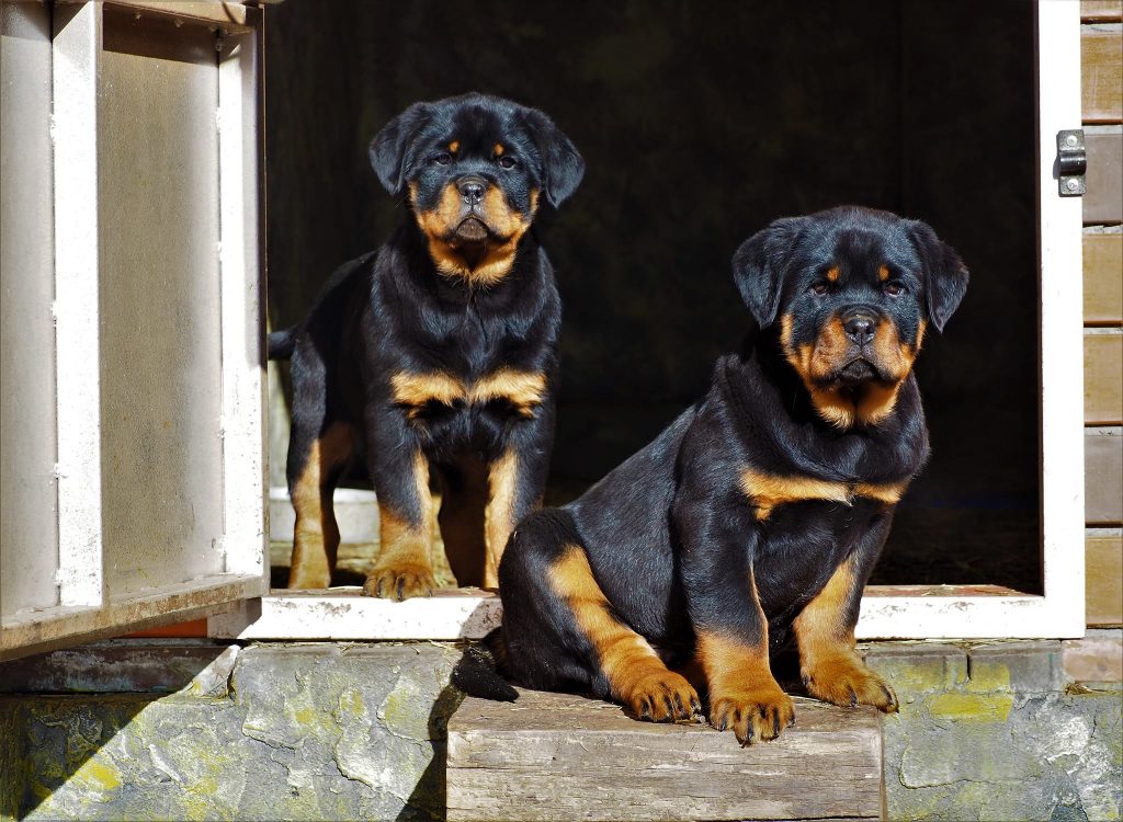 Rottweilers lifespan: What is the life expectancy? - Rottweiler Today